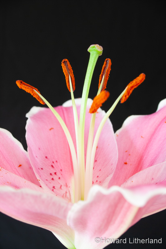 Stargazer lily stamen and anthers