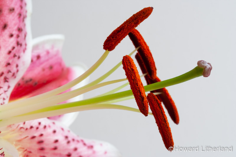 Stargazer lily stamen and anthers