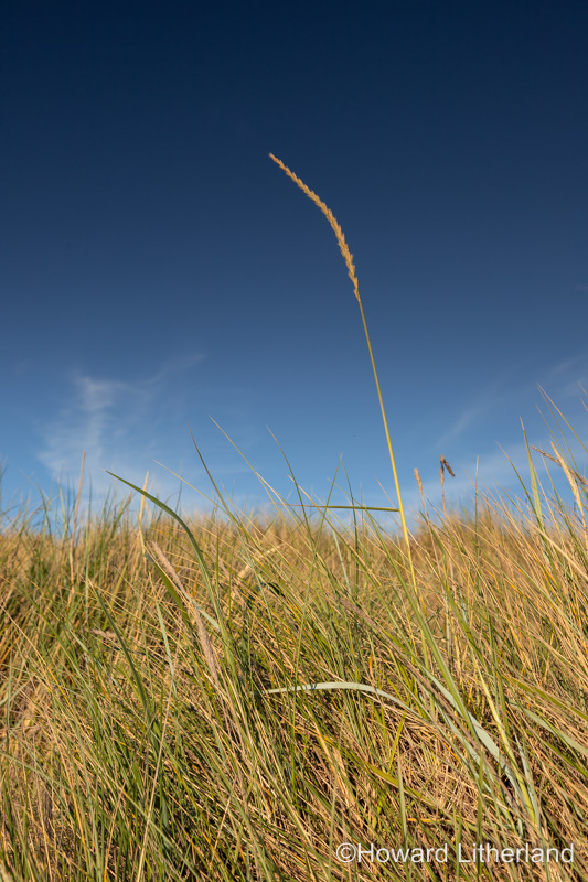 Sand dune at Llandudno West Shore, North Wales coast