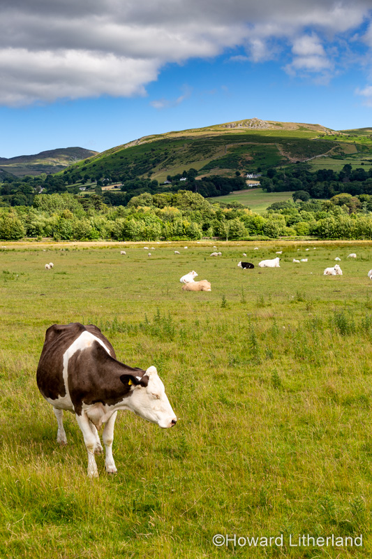 Cow in a field at Llanfairfechan on the North Wales coast