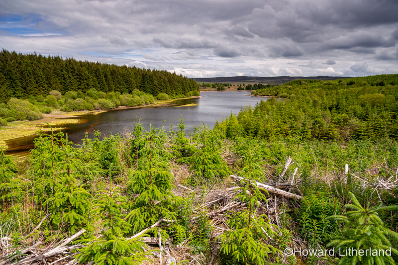 Trees around Llyn Brenig reservoir in North Wales