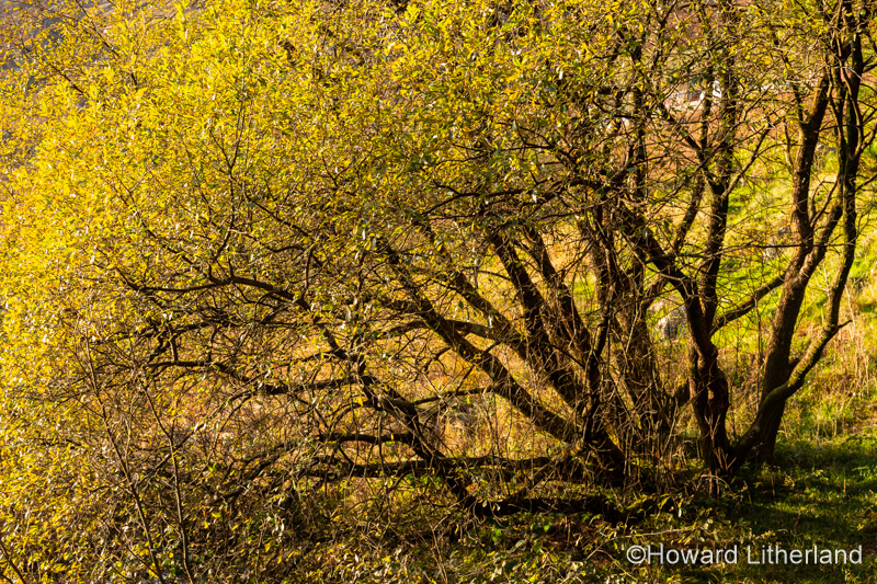 Tree in autumn colours at Llyn Mymbyr in Snowdonia, North Wales