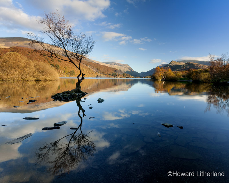 Lone tree in the waters of Llyn Padarn at Llanberis in the Snowdonia National Park, North Wales