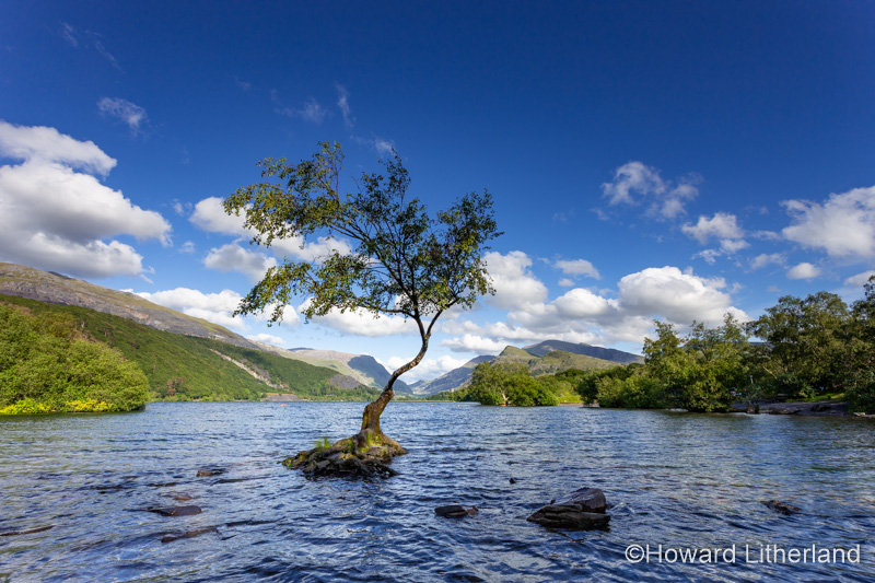 Lone tree in the waters of Llyn Padarn, Llanberis, Snowdonia, North Wales