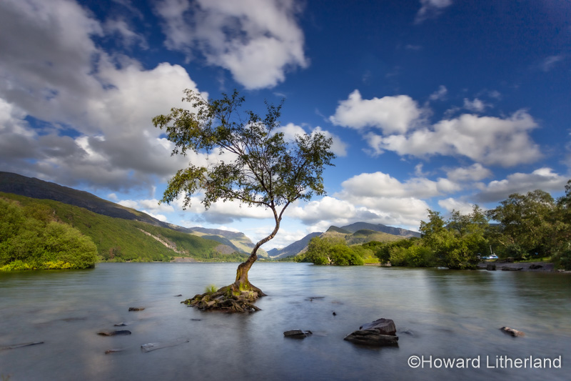 Lone tree at Llyn Padarn, Llanberis, Snowdonia, North Wales