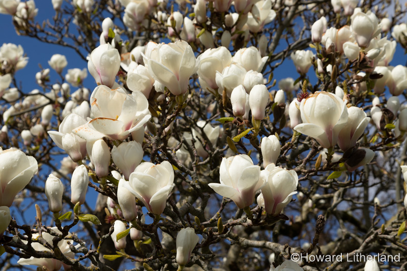 White Magnolia flowers blooming in spring