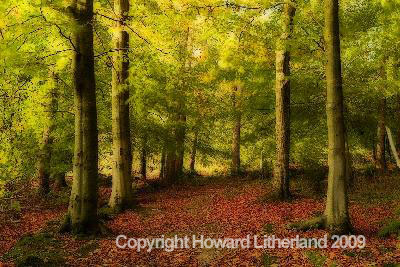 Woodland path, Loggerheads, North Wales