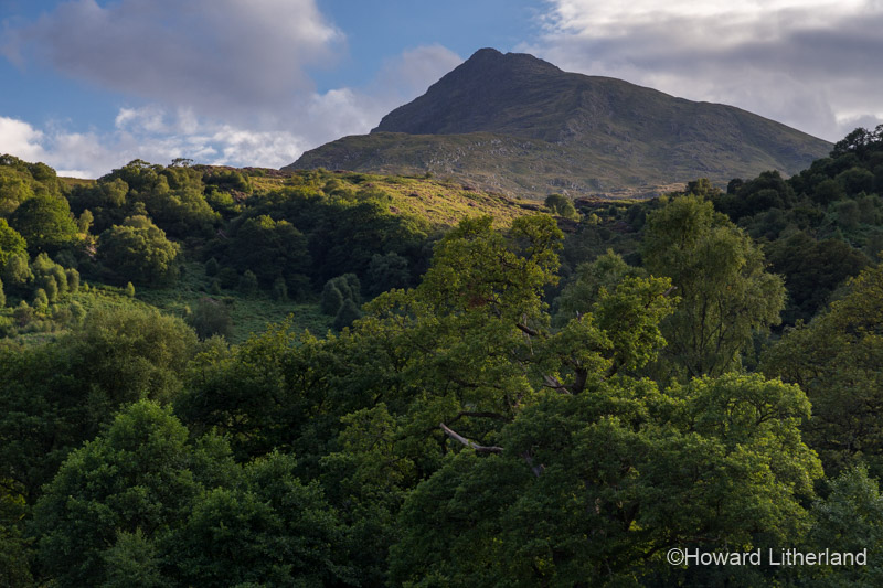Moel Siabod with sunlit trees in the foreground. Snowdonia National Park, North Wales