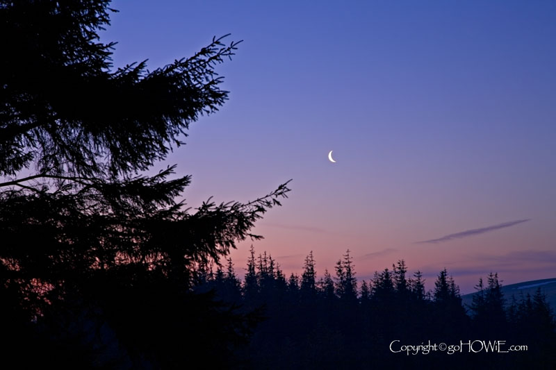 Crescent moon and trees