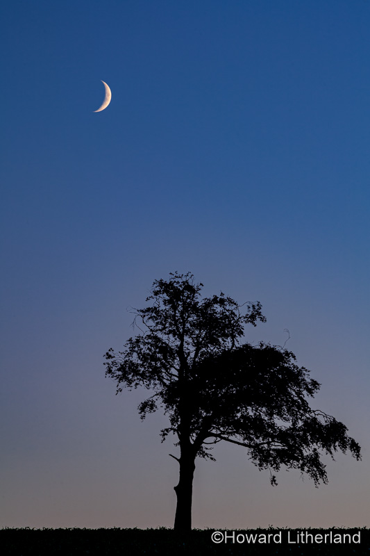 Crescent moon and tree at dusk