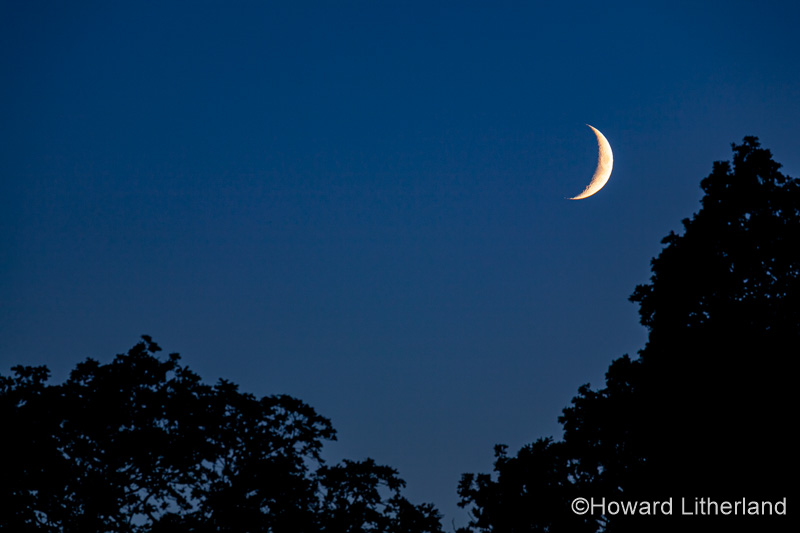 Crescent moon and tree at dusk