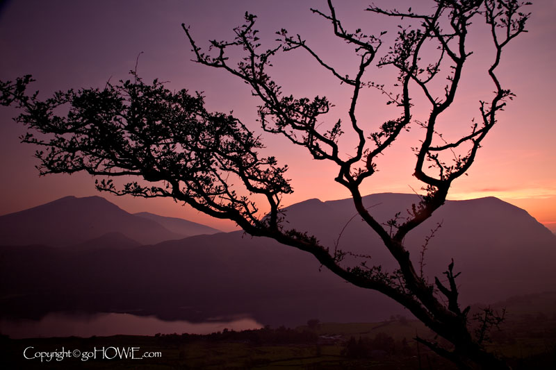 Tree and mountains, Snowdonia