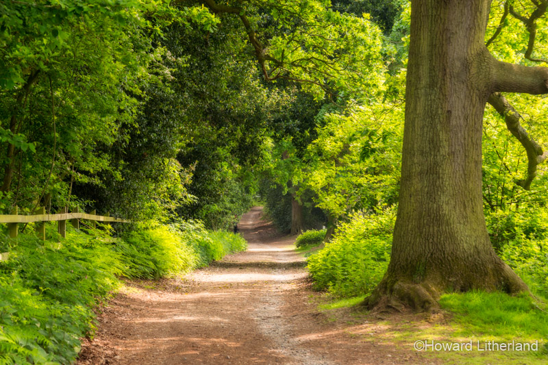 Country lane in the Norfolk Broads, England