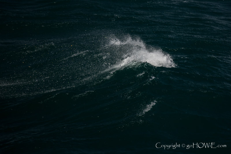 WWhitecap breaking wave in the North Sea, photographed from the P&O cruise liner Azura