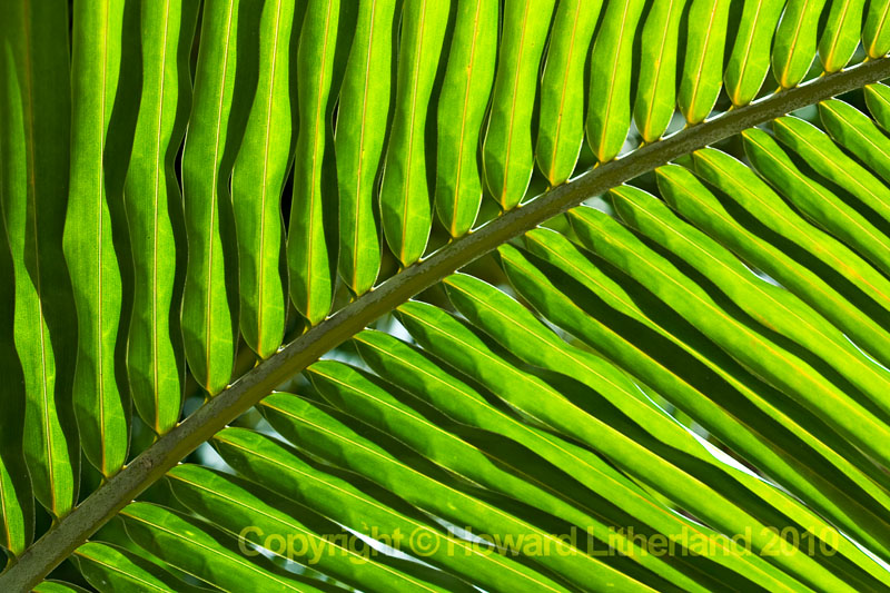 Close up view of a palm leaf, St Martin, Carribean