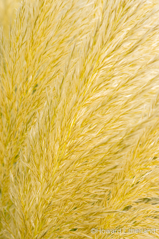 Pampas grass, Cortaderia selloana