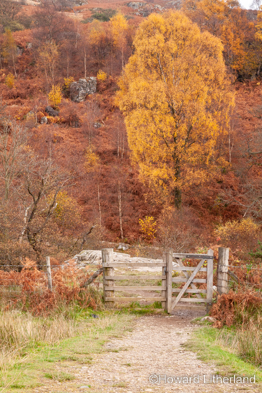 Path and gate through trees in autumnal colours