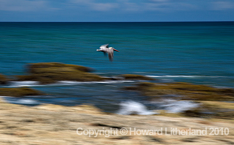 Pelican with motion blur, St Martin, Carribean