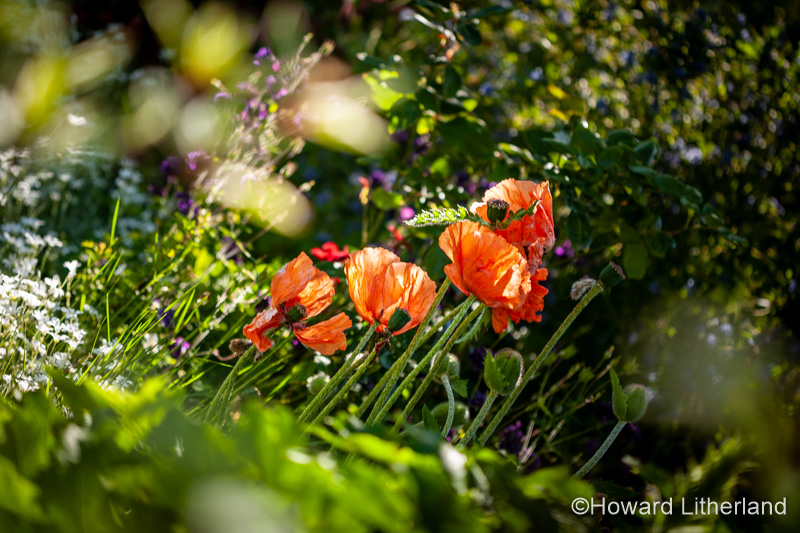 Poppies with orange petals in a garden