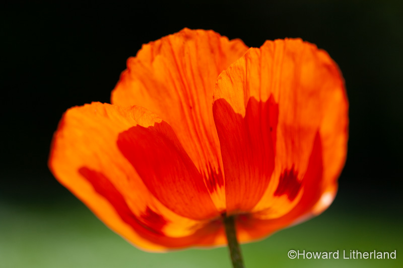 Orange poppy flower Papaver Orientale with backlit petals