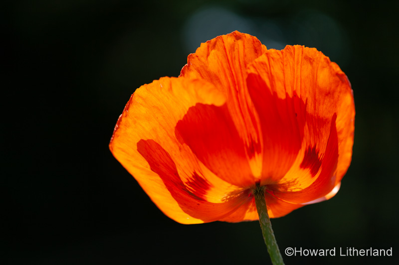 Orange poppy flower Papaver Orientale with backlit petals