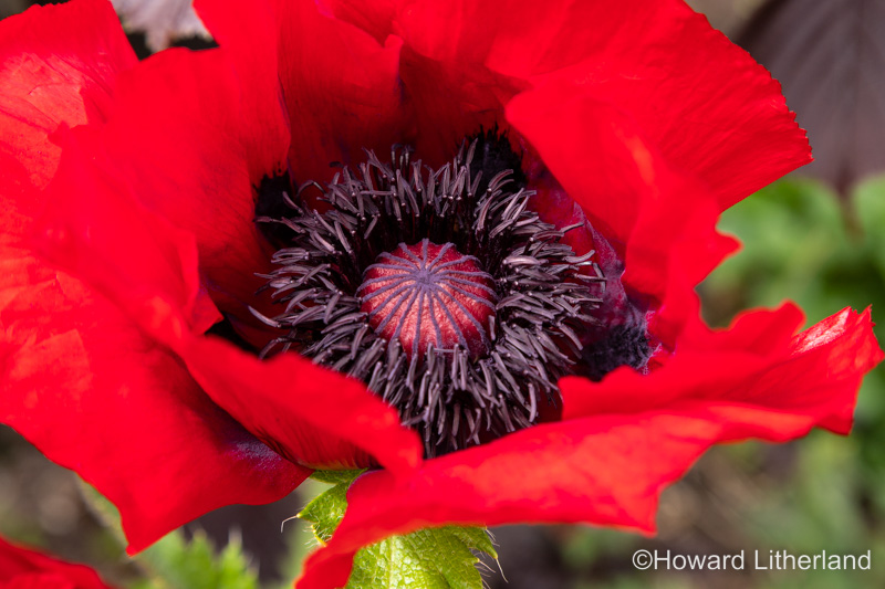 Open poppy flower with red petals and a black centre