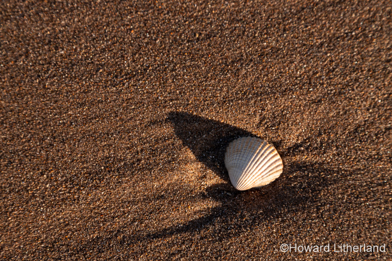 Clam shell in sunlight on Prestayn beach, North Wales