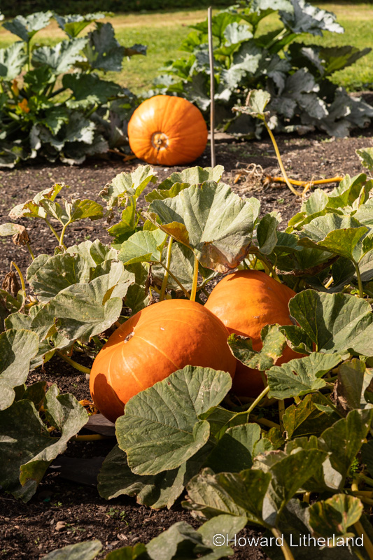 Ripe pumpkins in autumn