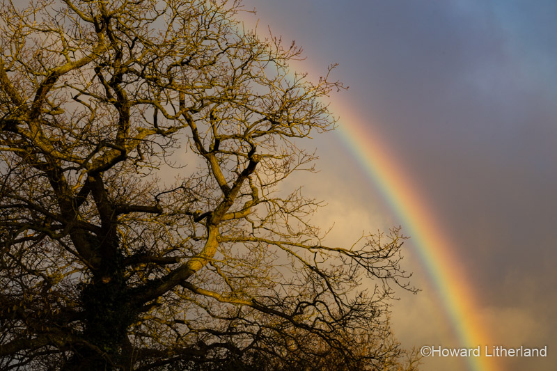 Vivid rainbow set against the sunlit branches of a large oak tree