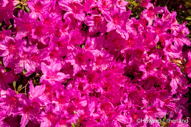 Pink rhododendron flowers in bloom