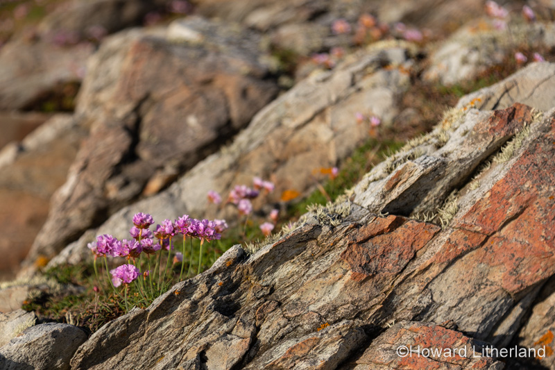Pink flowers on the cliffs at Rhoscolyn, Anglesey, North Wales on a sunny day