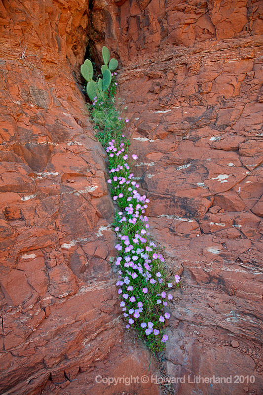 Sandstone rock and flowers, Sedona, Arizona