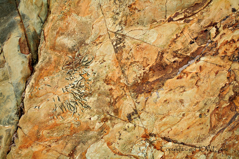 Rock and fossil details