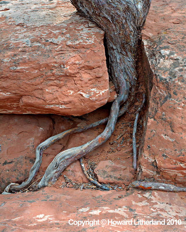 Sandstone rock and exposed tree roots, Sedona, Arizona