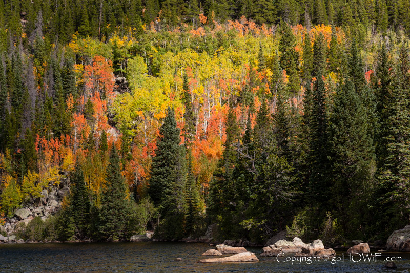 Trees in fall colours at Bear Lake, Rocky Mountain National Park, Colorado, U.S.A.