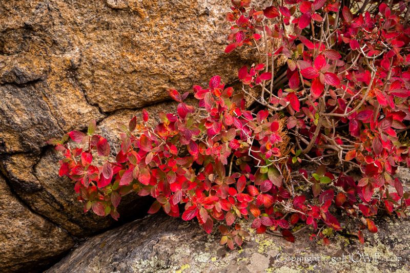 Bush with red leaves against rock at Bear Lake, Rocky Mountain National Park, Colorado, U.S.A.
