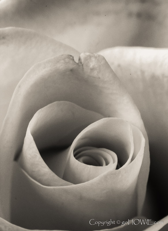 Close up photo of a rose in monochrome