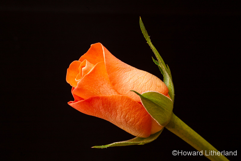 Orange rosebud against a black background