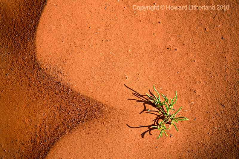 Grass growing in sand