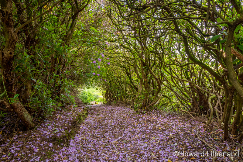 Tunnel of rhododendrons, Dalquharran, Ayrshire, Scotland
