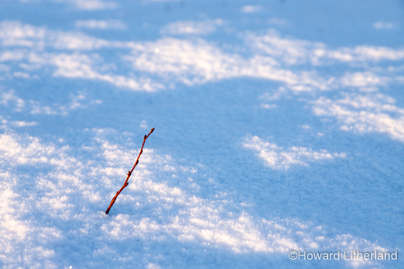 Twig emerging from winter snow