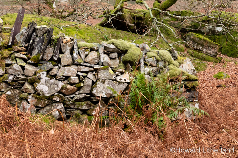 Old drystone wall, moss and trees, Snowdonia, North Wales