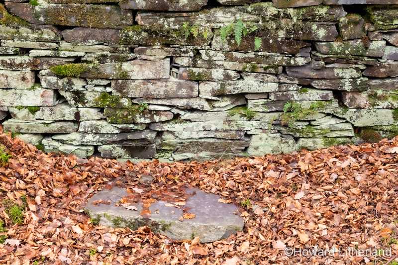 Fallen leaves in front of an old drystone wall, Snowdonia, North Wales