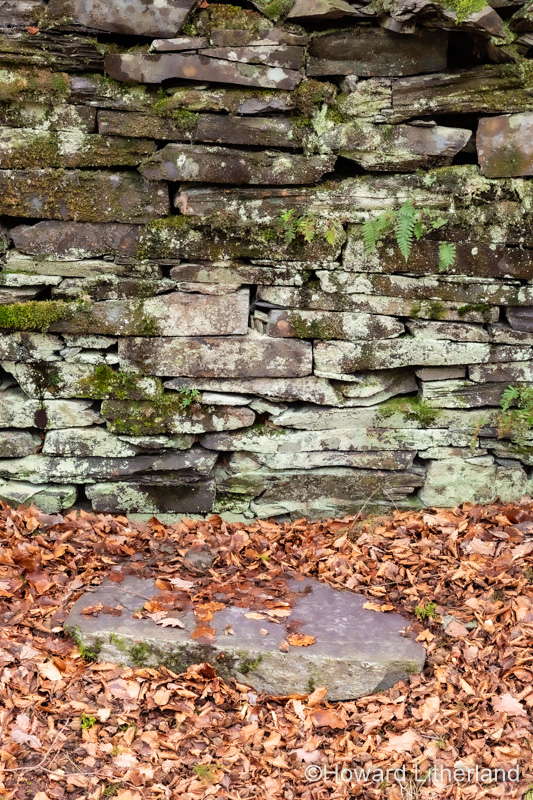 Fallen leaves in front of an old drystone wall, Snowdonia, North Wales