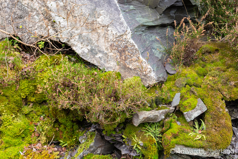 Moss covered slate rock, Snowdonia, North Wales