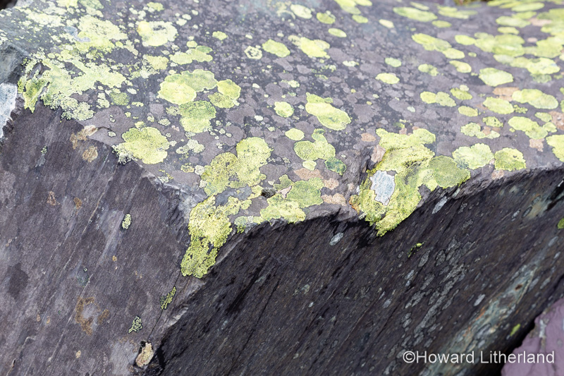 Old slate spoil with lichen, Snowdonia, North Wales