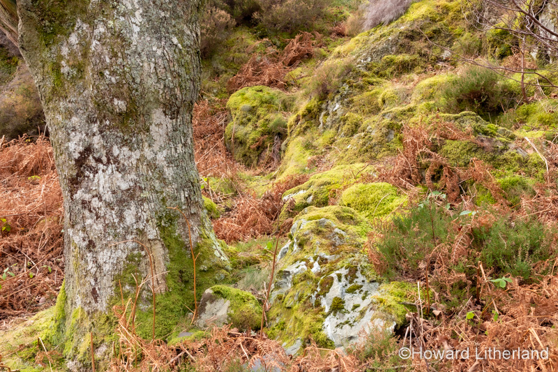 Moss covered rocks and tree trunk, Snowdonia, North Wales