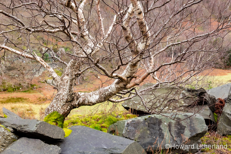 Bent old tree and slate in winter, Snowdonia, North Wales