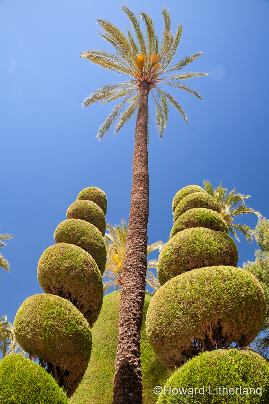 Palm tree and topiary at Parque Genoves, Cadiz, Spain