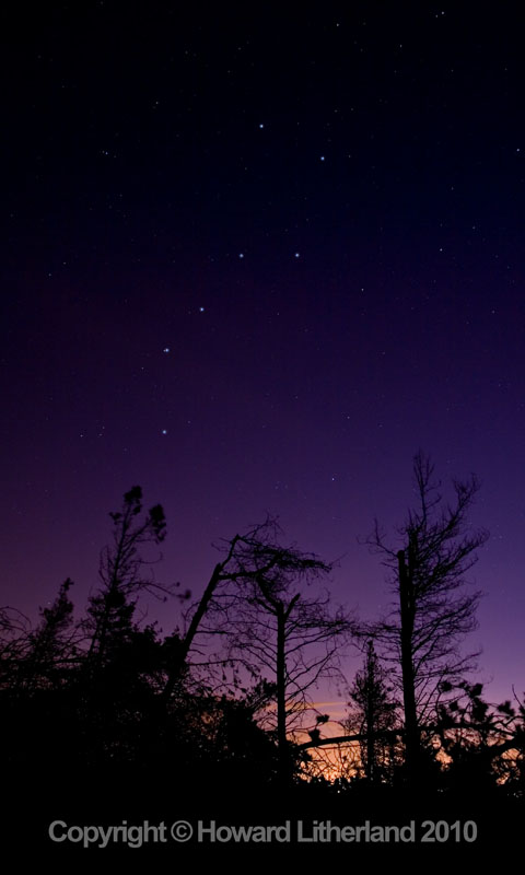 Stars - Plough constellation over trees